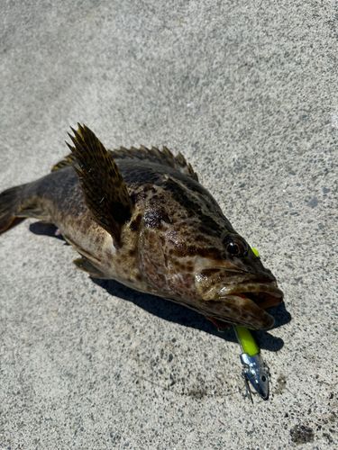 ベッコウゾイの釣果