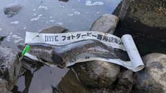 ライギョの釣果