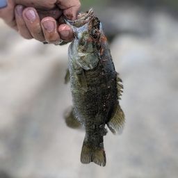 スモールマウスバス