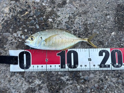 シマアジの釣果