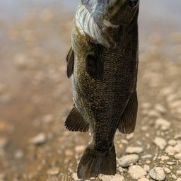 スモールマウスバス