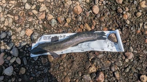 ライギョの釣果