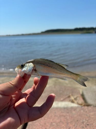 セイゴ（タイリクスズキ）の釣果