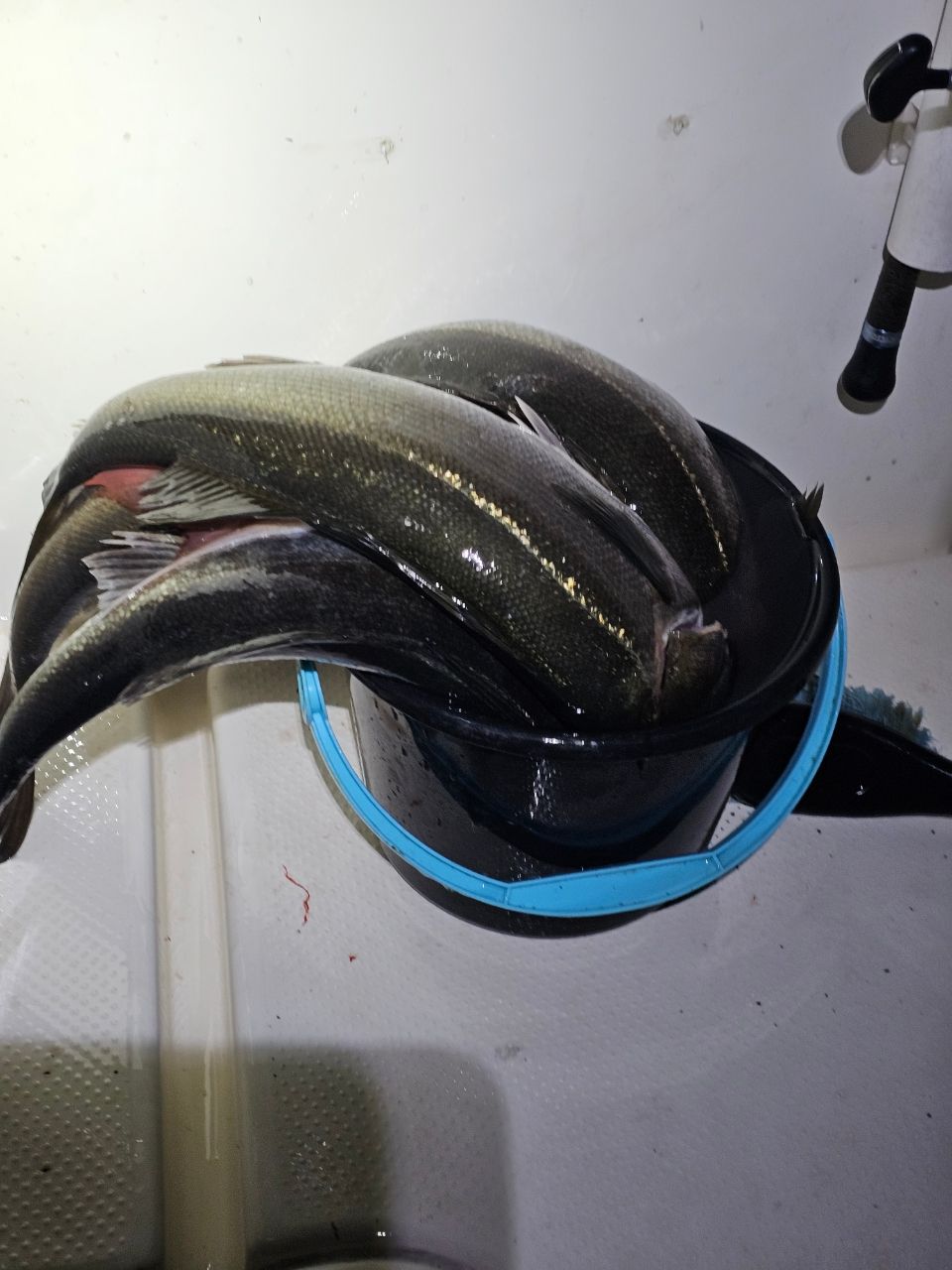 シーバス