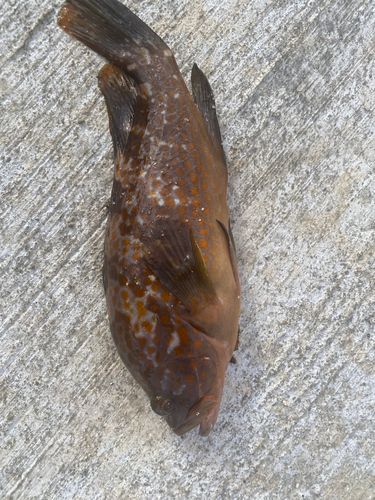 アコウの釣果