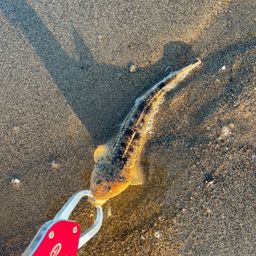 マゴチ