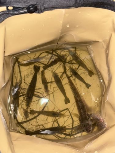 テナガエビの釣果