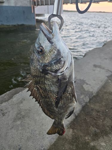 チヌの釣果