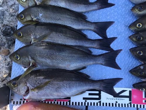 イサキの釣果