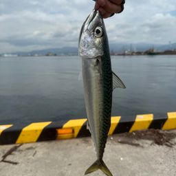 サバ