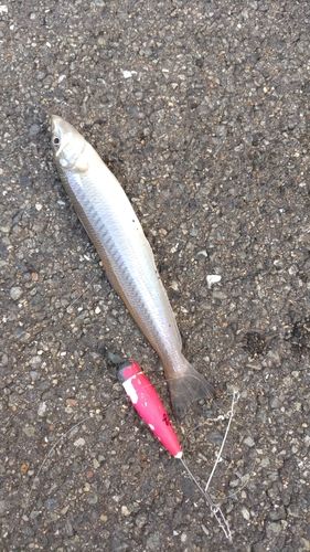 キスの釣果