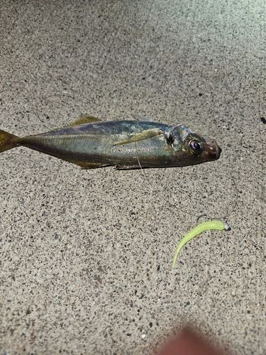 マアジの釣果