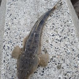 マゴチ