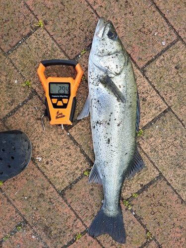 スズキの釣果