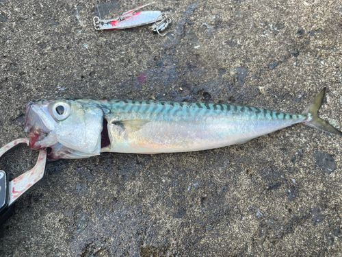 サバの釣果