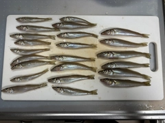 シロギスの釣果
