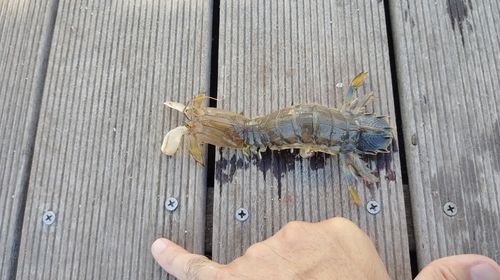 シャコの釣果