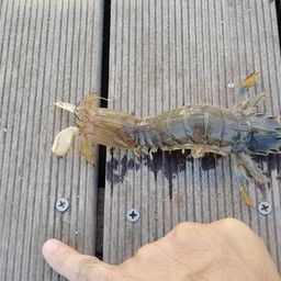シャコ