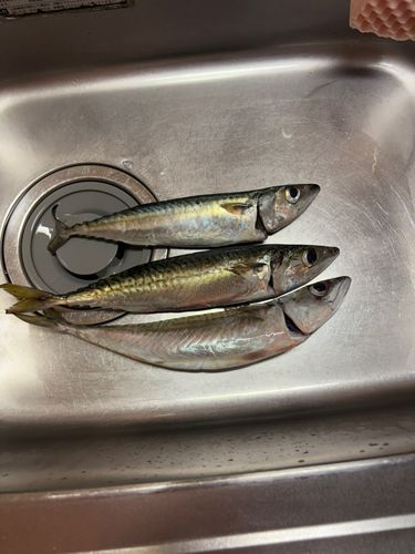 サバの釣果