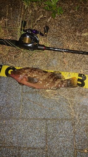 キジハタの釣果