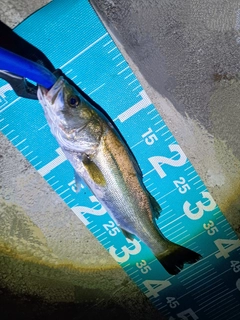 セイゴ（マルスズキ）の釣果