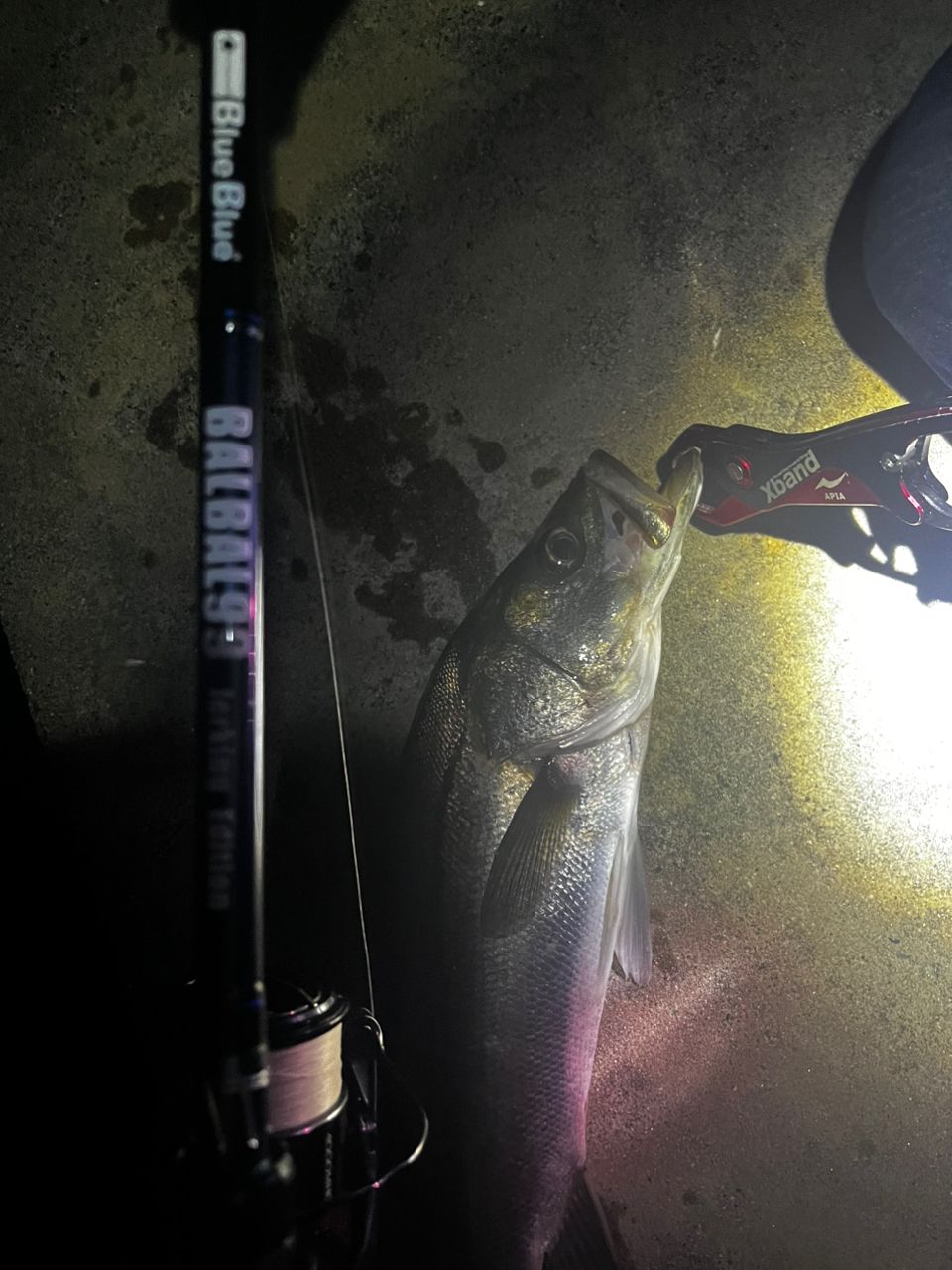 セイゴ（マルスズキ）