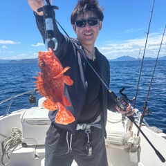 オニカサゴの釣果