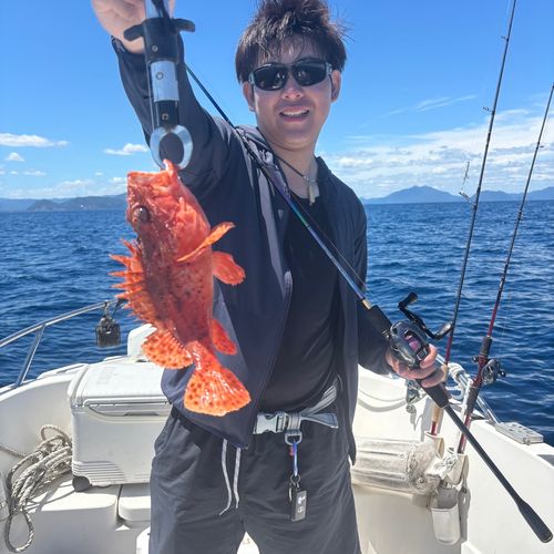 イズカサゴの釣果