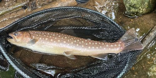 アメマスの釣果