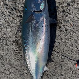 ソウダガツオ