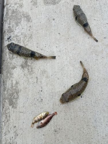 クサフグの釣果