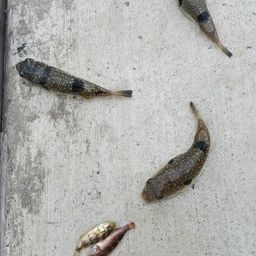 クサフグ
