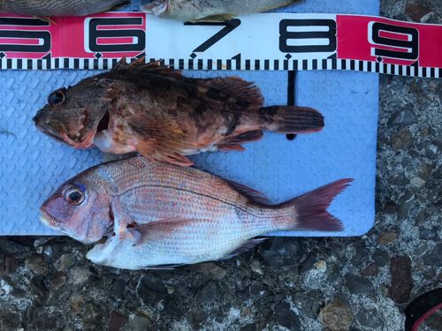マダイの釣果