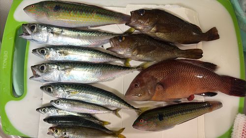 コブダイの釣果