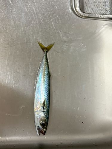 サバの釣果