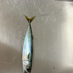サバ