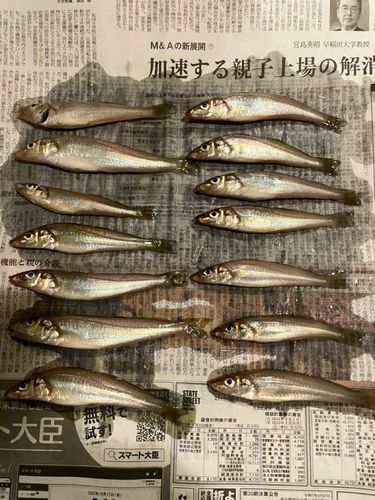 シロギスの釣果