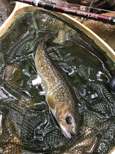 イワナの釣果