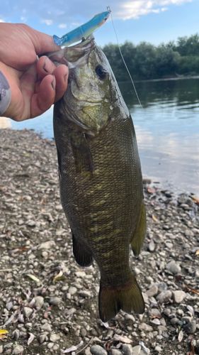 スモールマウスバスの釣果