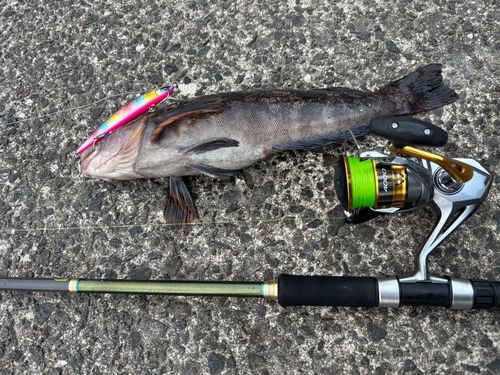 アブラコの釣果