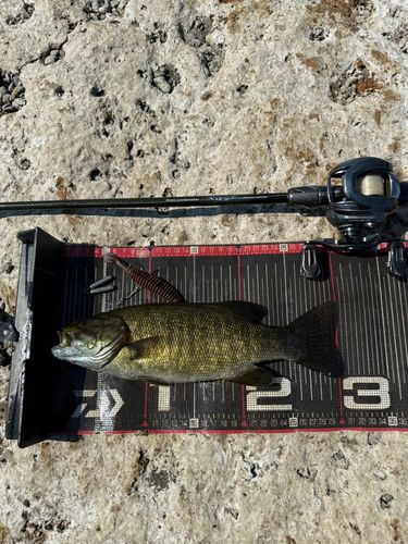 スモールマウスバスの釣果