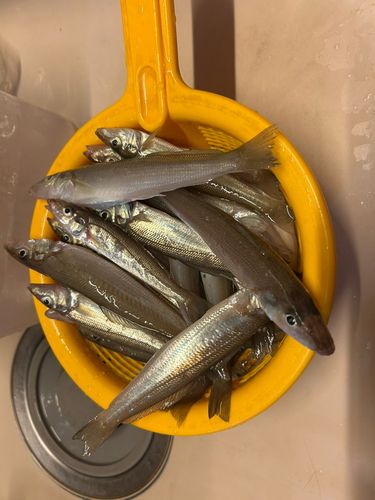 シロギスの釣果