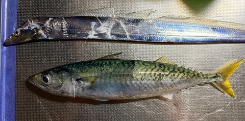 サバの釣果
