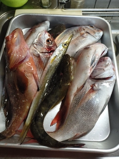 アコウの釣果