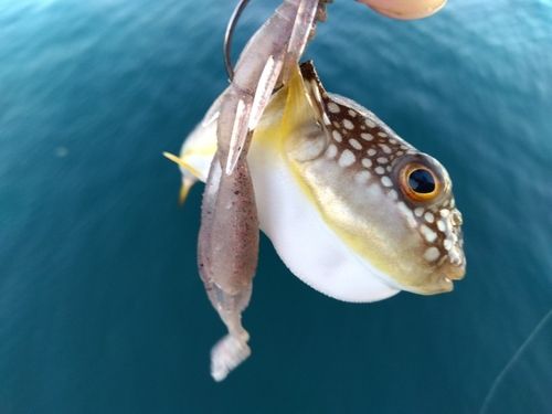 フグの釣果