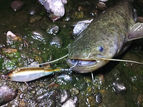 ナマズの釣果