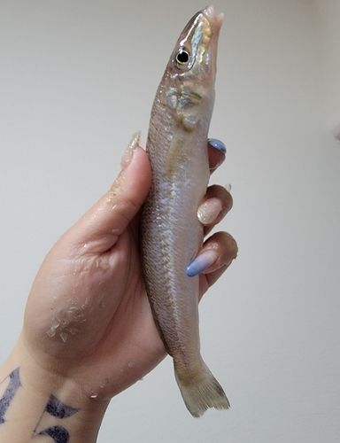 シロギスの釣果