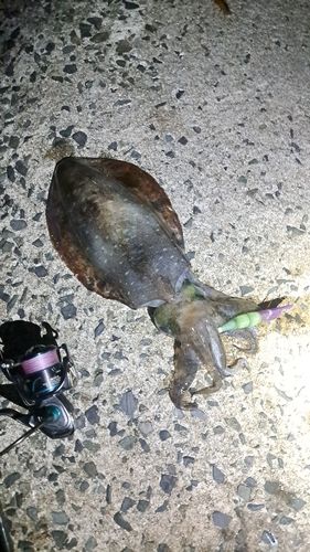 アオリイカの釣果