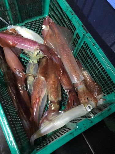 ケンサキイカの釣果