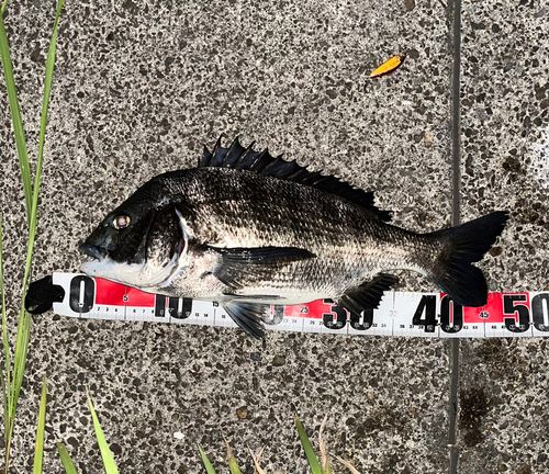 チヌの釣果